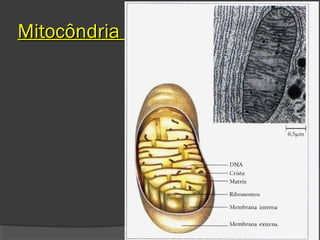 Mitocôndria
 