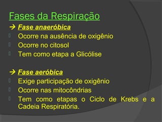 Fases da Respiração
 Fase anaeróbica
 Ocorre na ausência de oxigênio
 Ocorre no citosol
 Tem como etapa a Glicólise


 Fase aeróbica
 Exige participação de oxigênio
 Ocorre nas mitocôndrias
 Tem como etapas o Ciclo de Krebs e a
  Cadeia Respiratória.
 
