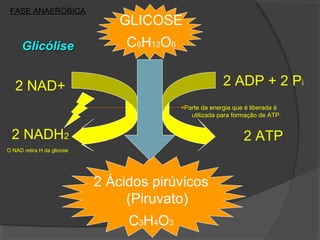 FASE ANAERÓBICA
                                GLICOSE
      Glicólise                  C6H12O6


   2 NAD+                                               2 ADP + 2 Pi
                                           Parte da energia que é liberada é
                                             utilizada para formação de ATP.


 2 NADH2                                                       2 ATP
O NAD retira H da glicose




                            2 Ácidos pirúvicos
                                 (Piruvato)
                                 C3H4O3
 
