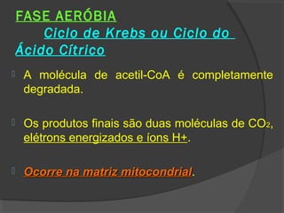 FASE AERÓBIA
        Ciclo de Krebs ou Ciclo do
    Ácido Cítrico
    A molécula de acetil-CoA é completamente
     degradada.

    Os produtos finais são duas moléculas de CO2,
     elétrons energizados e íons H+.

    Ocorre na matriz mitocondrial.
                      mitocondrial
 