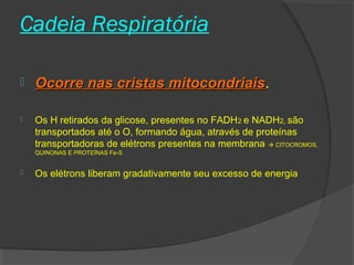 Cadeia Respiratória

   Ocorre nas cristas mitocondriais.
                       mitocondriais

   Os H retirados da glicose, presentes no FADH2 e NADH2, são
    transportados até o O, formando água, através de proteínas
    transportadoras de elétrons presentes na membrana  CITOCROMOS,
    QUINONAS E PROTEÍNAS Fe-S


   Os elétrons liberam gradativamente seu excesso de energia
 