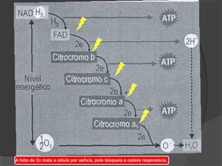 A falta de O2 mata a célula por asfixia, pois bloqueia a cadeia respiratória.
 