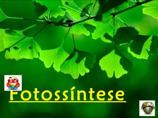 Fotossíntese
 