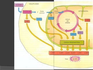 Produção de ATP e locais
onde ocorrem as etapas da
fotossíntese
 