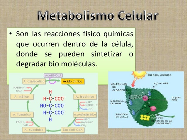 la dieta del metabolismo acelerado torrent simptoms