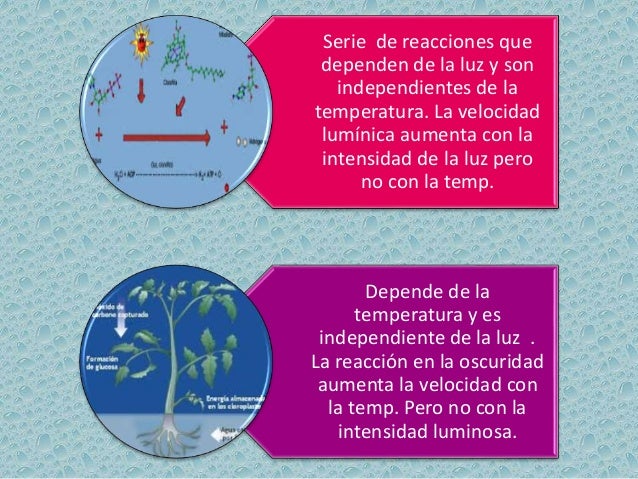 Mejor medicina para metabolismo microbiano