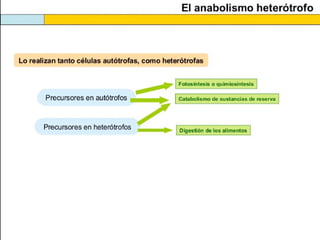 Biología. 2º Bachillerato
METABOLISMO
 