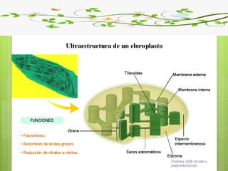 Biología. 2º Bachillerato
METABOLISMO
 