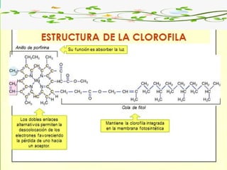 Biología. 2º Bachillerato
METABOLISMO
 
