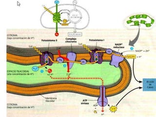 Biología. 2º Bachillerato
METABOLISMO
 