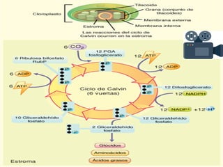 Biología. 2º Bachillerato
METABOLISMO
 