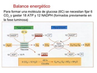 Biología. 2º Bachillerato
METABOLISMO
 