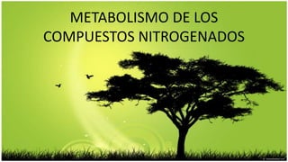 METABOLISMO DE LOS
COMPUESTOS NITROGENADOS
 