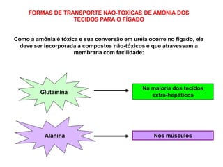 FORMAS DE TRANSPORTE NÃO-TÓXICAS DE AMÔNIA DOS
TECIDOS PARA O FÍGADO
Como a amônia é tóxica e sua conversão em uréia ocorre no fígado, ela
deve ser incorporada a compostos não-tóxicos e que atravessam a
membrana com facilidade:
Glutamina
Alanina
Na maioria dos tecidos
extra-hepáticos
Nos músculos
 
