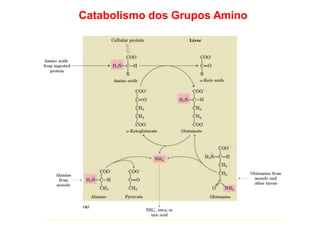 Catabolismo dos Grupos Amino
 