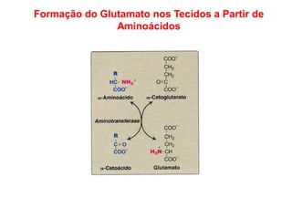 Formação do Glutamato nos Tecidos a Partir de
Aminoácidos
 
