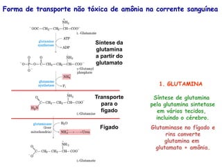 Forma de transporte não tóxica de amônia na corrente sanguínea
1. GLUTAMINA
Síntese de glutamina
pela glutamina sintetase
em vários tecidos,
incluindo o cérebro.
Glutaminase no fígado e
rins converte
glutamina em
glutamato + amônia.
Transporte
para o
fígado
Fígado
Síntese da
glutamina
a partir do
glutamato
 