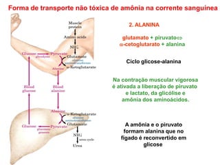 Forma de transporte não tóxica de amônia na corrente sanguínea
2. ALANINA
Ciclo glicose-alanina
Na contração muscular vigorosa
é ativada a liberação de piruvato
e lactato, da glicólise e
amônia dos aminoácidos.
A amônia e o piruvato
formam alanina que no
fígado é reconvertido em
glicose
glutamato + piruvato
-cetoglutarato + alanina
 