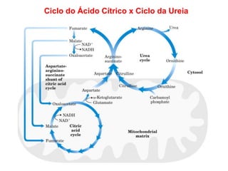 Ciclo do Ácido Cítrico x Ciclo da Ureia
 