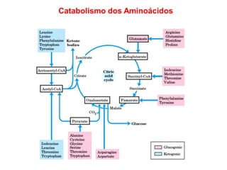 Catabolismo dos Aminoácidos
 