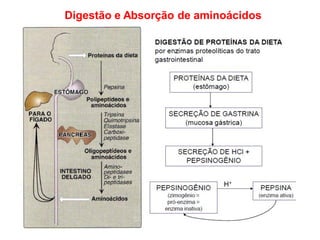 Digestão e Absorção de aminoácidos
 