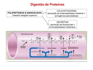 Digestão de Proteínas
 