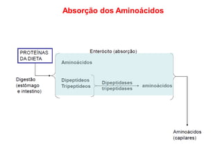 Absorção dos Aminoácidos
 