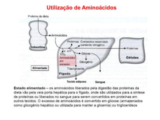 Utilização de Aminoácidos
 