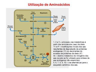 Utilização de Aminoácidos
 