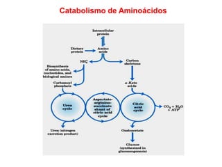 Catabolismo de Aminoácidos
 