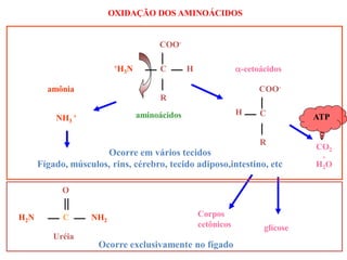 OXIDAÇÃO DOS AMINOÁCIDOS
Ocorre em vários tecidos
Fígado, músculos, rins, cérebro, tecido adiposo,intestino, etc
glicose
Corpos
cetônicos
COO-
C H
R
+H3N
aminoácidos
COO-
C
R
H
-cetoácidos
CO2
+
H2O
NH3
+
amônia
O
C NH2H2N
Uréia
Ocorre exclusivamente no fígado
ATP
 
