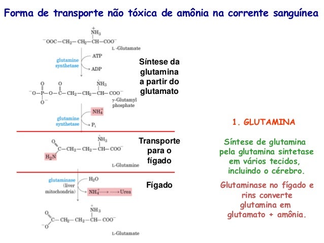 Un curso corto en metabolismo de las proteínas