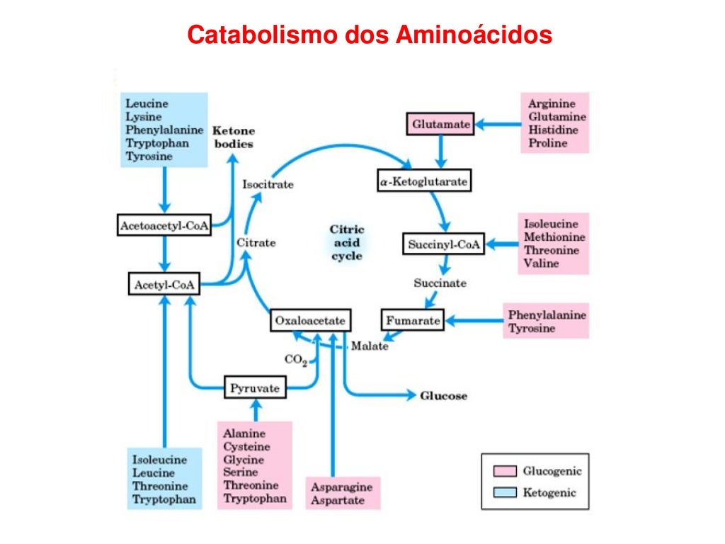 Metabolismo de aminoácidos fsp
