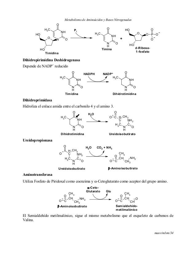metabolismo de la galactosa opciones