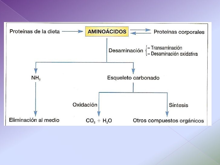 Metabolismo basal son un problema serius?