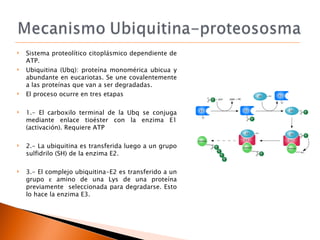    Sistema proteolítico citoplásmico dependiente de
    ATP.
   Ubiquitina (Ubq): proteína monomérica ubicua y
    abund...