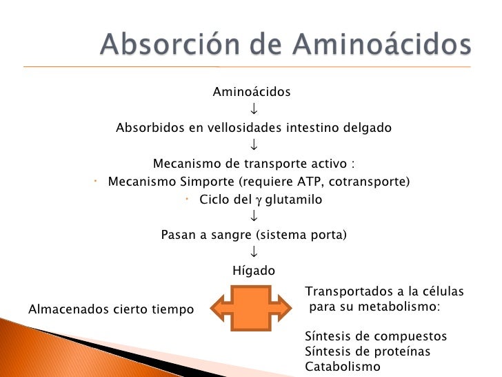 metabolismo catabolico Mentalidad