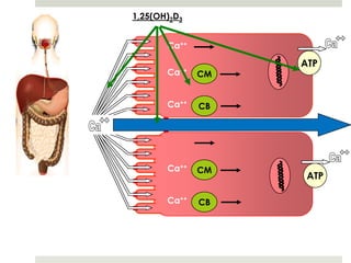 1,25(OH)2D3


            Ca++

                        ATP
            Ca++   CM


            Ca++   CB


Ca




            Ca++   CM
                         ATP

            Ca++   CB
 