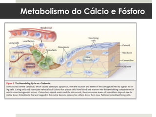 Metabolismo do Cálcio e Fósforo
 