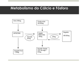Metabolismo do Cálcio e Fósforo
 
