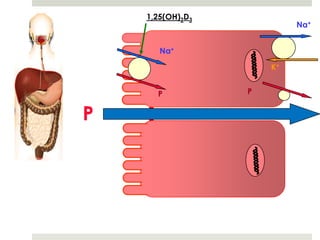 1,25(OH)2D3
                           Na+


       Na+

                      K+


      P           P


P
 