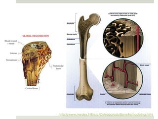 http://www.medes.fr/Eristo/Osteoporosis/BoneRemodeling.html
 