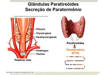 Glândulas Paratireóides
                     Secreção de Paratormônio




                                                                    Paratireóides

                                                                    Paratormônio
                                                                        (PTH)




extraído, enquanto disponível, de: http://www.owensboro.kctcs.edu/gcaplan/anat2/Study%20Guides/APII%20Endoc
 