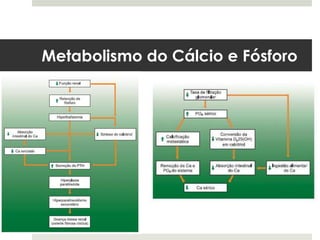 Metabolismo do Cálcio e Fósforo
 