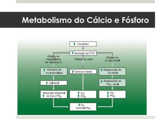 Metabolismo do Cálcio e Fósforo
 