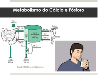 Metabolismo do Cálcio e Fósforo
 