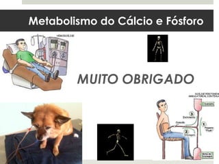 Metabolismo do Cálcio e Fósforo




        MUITO OBRIGADO
 