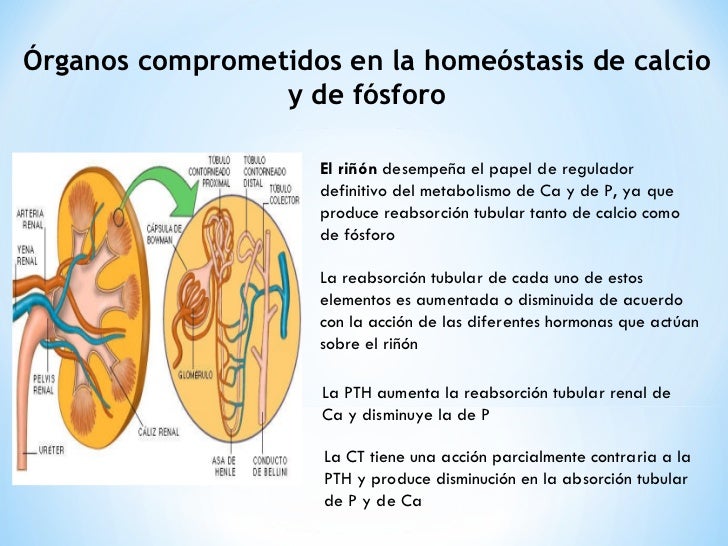 Metabolismo de calcio y fosforo