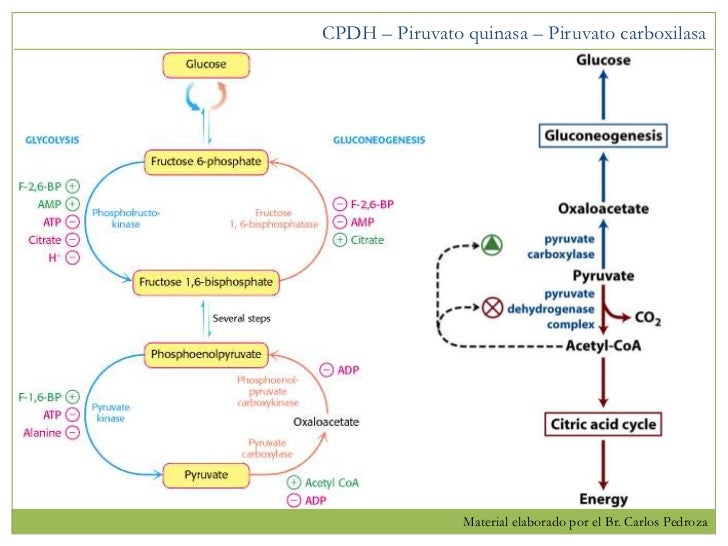metabolismo lento causas suplements