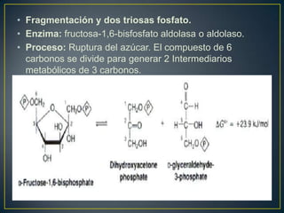 Metabolismo de Carbohidratos - Glucólisis | PPTX